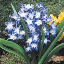 Berikut jenis bunga berwarna biru yang bisa jadi primadona rumah. 10 Jenis Bunga Warna Biru Ini Bisa Jadi Primadona Di Taman Rumah