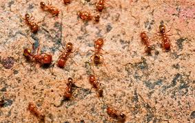 Solutions to common pest control problems caused by crawling and biting crawling insect pests and spiders can be controlled before they get a chance to spraying the exterior with residual insecticide acts as a barrier to many pests and. Go Forth Pest Control Blog Pest Problems Solutions