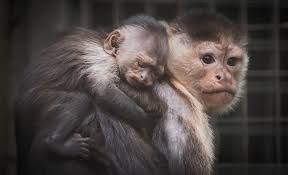 Sperience on la talk radio. Baby Capuchin Monkey Loves Piggyback Rides Wfla