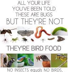 Bugs Are Bird Food Backyard Birds Bird Food Bird