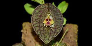 Image result for Leptactina involucrata