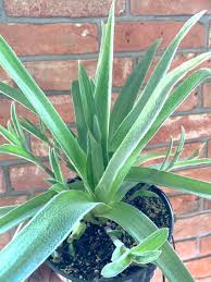 Image result for Cyanotis foecunda