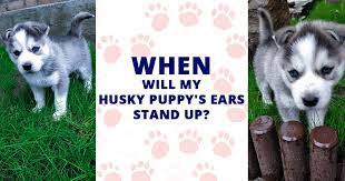 They should be fully erected at the age of 8 months. When Will My Husky Puppy S Ears Stand Up Husky Advisor