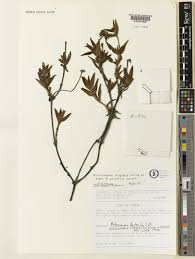 Image result for Mitracarpus