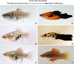 Beyond The Zebrafish Diverse Fish Species For Modeling