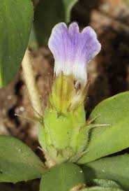 Image result for Blepharis integrifolia