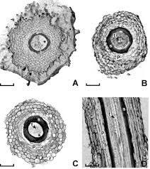 Image result for Asplenium theciferum