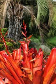 Image result for Bergia salaria