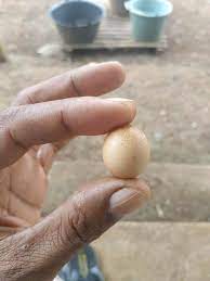 Namun belum banyak yang mengetahui tips. Jual Telur Ayam Jantan Di Lapak Yoka Zulfiqar Bukalapak