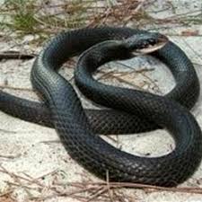 The venomous species include five pit vipers (eastern diamondback rattlesnake, timber rattlesnake, pygmy rattlesnake, copperhead, and cottonmouth) and the coral snake. Florida S Non Venomous Snakes Florida Zoo Snake Snake Venom