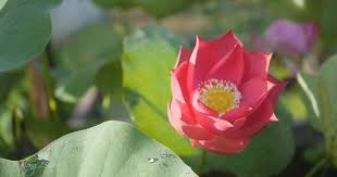 Pin On Nelumbo Nucifera