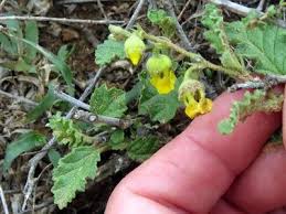 Image result for Hermannia