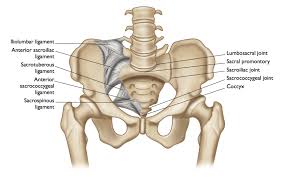 A Reality Check On The Si Joint In Yoga Si Joint Sacroiliac Joint Joints Anatomy