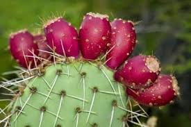 The shapes of cactus spines influence how they poke passersby. 2 Winter Resistant Prickly Pear Cactus Pads Hardy Easy Grow Organic