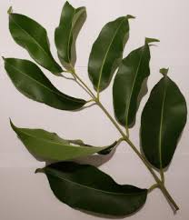 Image result for Syzygium cumini