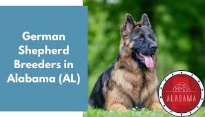 Maybe you would like to learn more about one of these? 28 German Shepherd Breeders In Alabama Al German Shepherd Puppies For Sale Animalfate