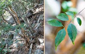 Image result for Strychnos usambarensis