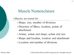 Kinesiology For Manual Therapies Ppt Video Online Download