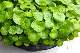 Image result for Centella virgata