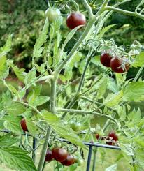 Min., striped tomato, early tomato) enochseedcompany. 7 Must Grow Veggie Plants This Year Cherry Tomato Plant Farm Gardens Plants Growing