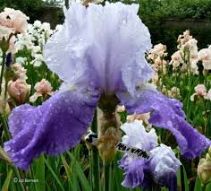 'autumn rain' is not one of d. Bearded Irises How To Care For Bearded Irises High Impact Easy To Grow