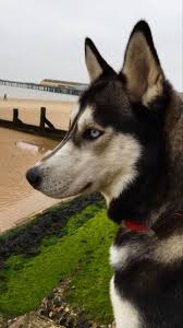 Litsbaddieskayla Adli Kullanicinin Siberian Husky Luna Panosundaki Pin Hayvanlar Hayvanlar Alemi