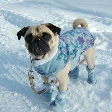 Winter Ready Cute Pugs Pugs Puppies
