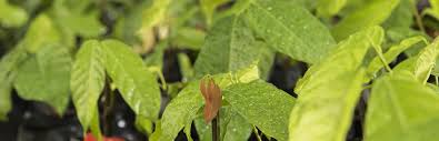 Maybe you would like to learn more about one of these? Job Opportunities Inter American Institute For Cooperation On Agriculture