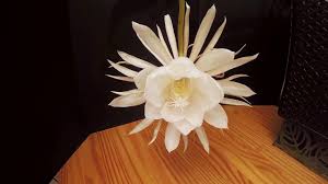 The pupa is enclosed in a fine white silk cocoon which consists of a loose outer. Queen Of The Night Cactus Flower Time Lapse Bloom Epiphyllum Oxypetalum Youtube