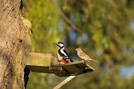 Kostenloses Bild Auf Pixabay Specht Buntspecht Spatz Vogel Buntspecht Specht Tiere