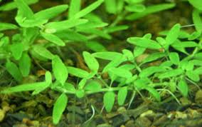 Image result for Elatine