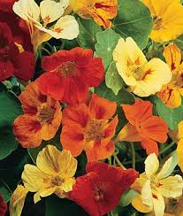 Nasturtium Fordhook Favorites Mix 9 15 Back Garden Citrus Garden Bean Pot And Middle Container Nasturtium Annual Flowers Flower Pictures
