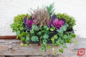 Composizioni Floreali Per Le Fioriere Invernali Decorazioni Balcone Terrazzo Davanzale Fiori D Inverno Piante Invernali Giardino Di Autunno