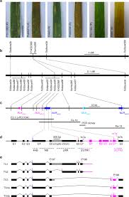 Pick up the phone, and do your part to help save the earth. An Ancestral Nb Lrr With Duplicated 3 Utrs Confers Stripe Rust Resistance In Wheat And Barley Nature Communications