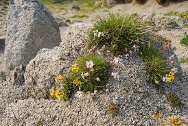 Image result for Silene kiwuensis