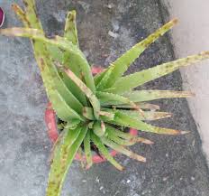 Try and use the aloe vera gel in water within 5 days and make a fresh batch. Why Is My Aloe Vera Plant Having Plant Spots Gardening Landscaping Stack Exchange