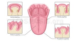 Image result for Filiform Papillae