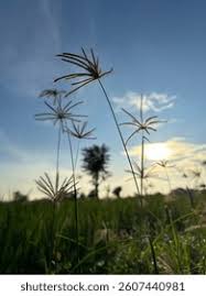 Image result for Chloris gayana