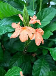Image result for Crossandra pyrophila
