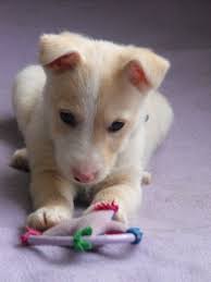 Get a boxer, husky hello, we are a westie rescue in ontario and quebec called westies in need(win)rescue, www.westiesinneed.com we are a registered not for profit. Douglas 10 Week Old Male West Highland White Terrier Cross Whippet Available For Adoption