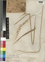 Image result for Oryza barthii