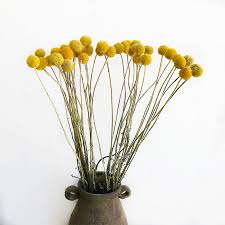 Check spelling or type a new query. Natural Fresh Dried Craspedia Globosa Flower Bouquets Dried Plant Bunch Billy Buttons Golden Sphere Floral For Home Decor Gifts Super Sale 097a Goteborgsaventyrscenter