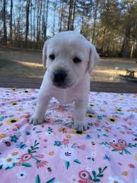 Yeti The Polar Snow White Lab Home Facebook