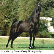Trigger is a pocket horse. Tennessee Walking Horse