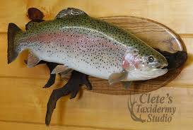 We did not find results for: Clete S Taxidermy Studio Fish Mounts Taxidermy Rainbow Trout