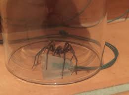 The vagrant suspend command is used to suspend the guest machine vagrant is currently managing. Uliodon Vagrant Spiders In Christchurch New Zealand