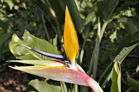 من الأبصال الزهرية الجميلة والصالحة للقطف وتبقى فترة طويلة قبل أن تذبل Birds Of Paradise Flower Birds Of Paradise Bird