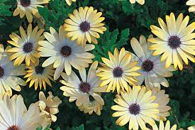 This perennial features bushy green foliage topped by large daisylike blooms in shades of white, yellow, pink, purple and blue. Osteospermum Horticulture Week