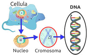 We did not find results for: File Eukaryote Dna Svg Wikimedia Commons