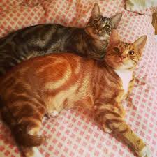 Share their plight with approved rescue organizations, friends, family and social media contacts. Crazy Cat Lady Why Are My Sibling Cats Always Fighting Sheknows
